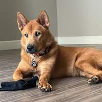 Thumbnail photo of Clio #1