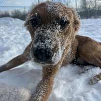 Thumbnail photo of Charbel #4