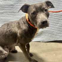 Thumbnail photo of Flannel #2