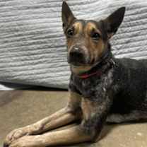 Thumbnail photo of Kachina #2