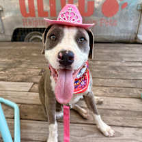 Thumbnail photo of Cocoa Puff #1