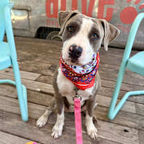 Thumbnail photo of Cocoa Puff #3