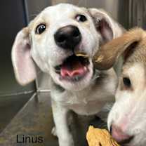 Thumbnail photo of Linus #2