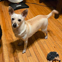 Thumbnail photo of Toddie  #1