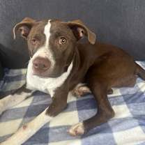 Thumbnail photo of Pinto Bean (Beans) #1