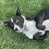 Thumbnail photo of Bonnie #2