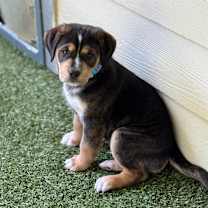 Thumbnail photo of PHANTOM #2