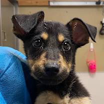 Thumbnail photo of Arlo #2