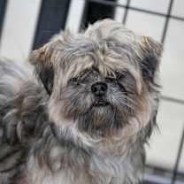 Thumbnail photo of Aslen (D25-63) #4