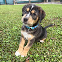 Thumbnail photo of PHANTOM #3