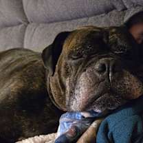 Thumbnail photo of Pepper #4