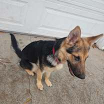 Thumbnail photo of Rex #3