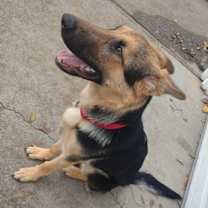 Thumbnail photo of Rex #4