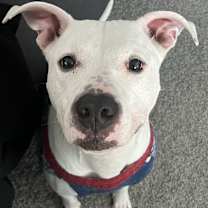 Thumbnail photo of Beanie #1