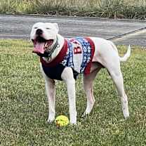 Thumbnail photo of Beanie #2