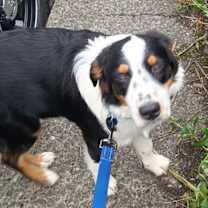 Thumbnail photo of Kota #2