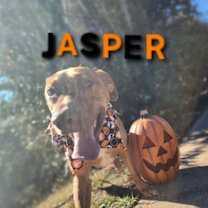 Thumbnail photo of Jasper - CCHS #3