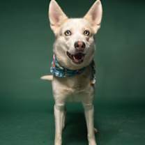 Thumbnail photo of Starlet #4