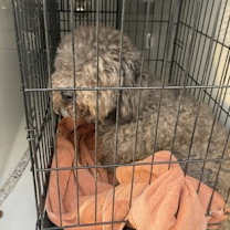 Thumbnail photo of Jammy #2