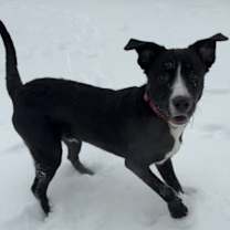 Thumbnail photo of BUBLE #2