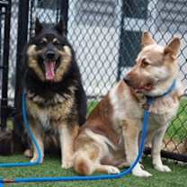 Thumbnail photo of Sage #3