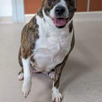 Thumbnail photo of Lola - Constant Companion #2