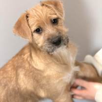 Thumbnail photo of Boise #2