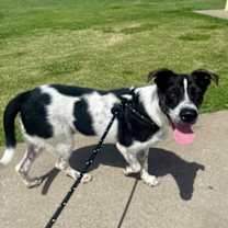 Thumbnail photo of Oreo #2