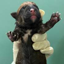 Thumbnail photo of Pluto #2