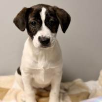 Thumbnail photo of Phoenix #1