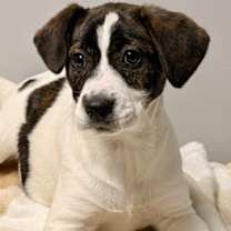 Thumbnail photo of Phoenix #2