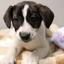 Thumbnail photo of Phoenix #4