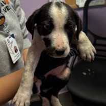 Thumbnail photo of 60022202 #1