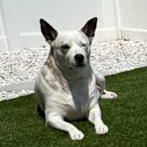 Thumbnail photo of Chica #2