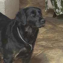 Thumbnail photo of Ruby #4