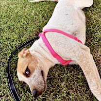 Thumbnail photo of Dolly Barkin’ #3