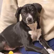 Thumbnail photo of Trixie #3