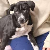 Thumbnail photo of Trixie #4