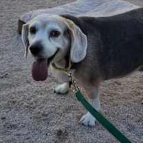 Thumbnail photo of Lazy Daisy #1