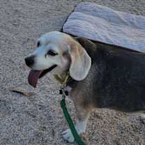 Thumbnail photo of Lazy Daisy #3