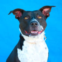 Thumbnail photo of ROSCOE #2