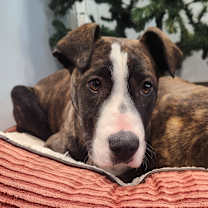 Thumbnail photo of Dawn #1