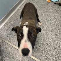 Thumbnail photo of Dawn #2