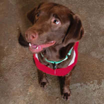 Thumbnail photo of Tallulah #1