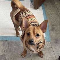 Thumbnail photo of Scooby Dooby Doo #1