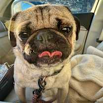 Thumbnail photo of Rooster #2