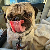 Thumbnail photo of Rooster #3