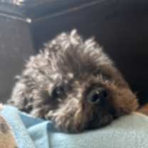 Thumbnail photo of Kamron #4