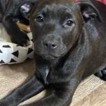 Laverne Brandy Talbot