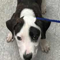 Thumbnail photo of Brady #2